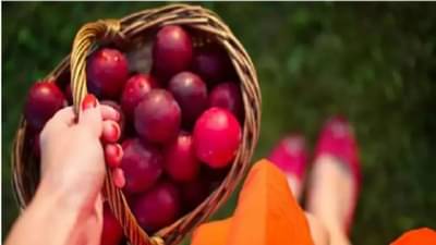 Weight Loss Tips : तुम्हाला वजन कमी करायचे आहे तर तुमच्या आहारात या फळांचा समावेश करा, आणि फायदे पाहा...