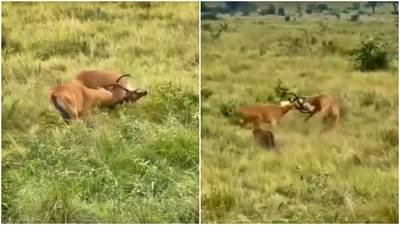 Viral video : दोघांच्या भांडणात तिसऱ्याचा लाभ! दोन हरणांची लढाई सुरू असते, तेवढ्यात...