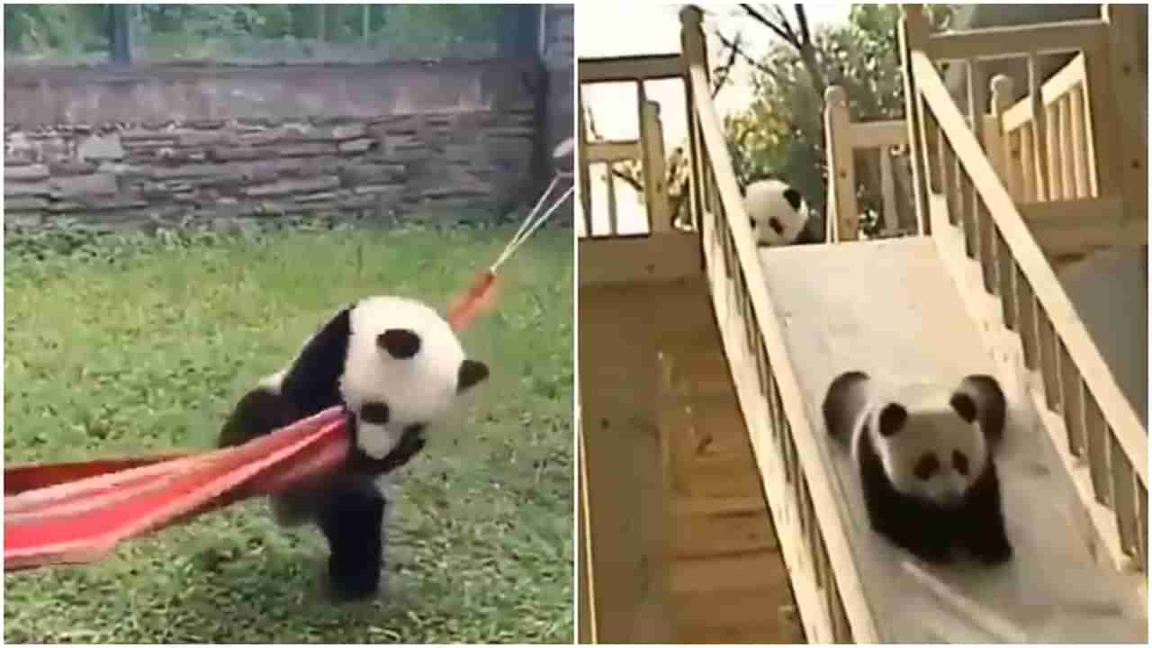 हसण्याची संधी सोडू नका, पांडांचा हा मजेशीर Viral video miss करू नका!