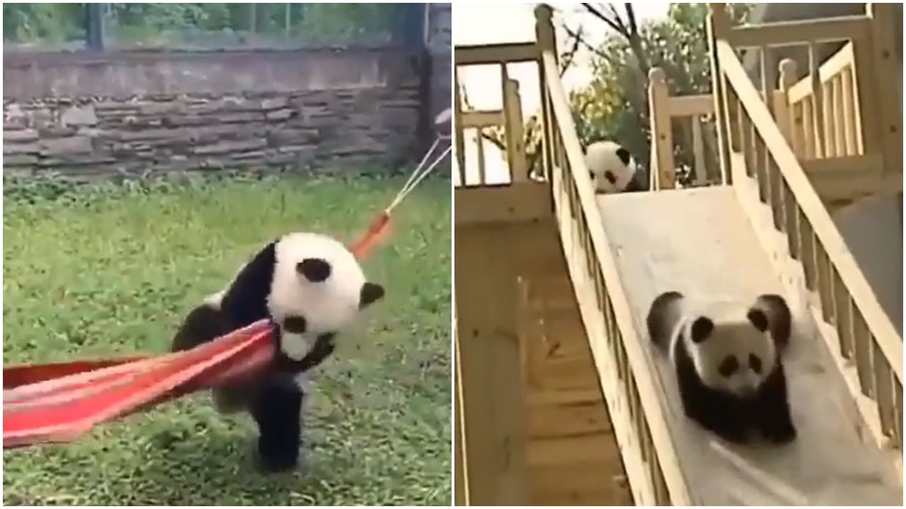 हसण्याची संधी सोडू नका, पांडांचा 'हा' मजेशीर Viral video miss करू नका!
