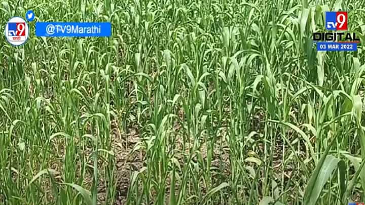 नांदेडमध्ये उन्हाळी ज्वारीच्या पिकात चांगली वाढ नांदेडमध्ये उन्हाळी ज्वारीच्या पिकात चांगली वाढ
