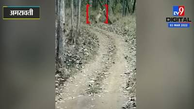 मेळघाट व्याघ्र प्रकल्पात पट्टेदार वाघाचे दर्शन