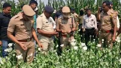 युट्यूब पाहून अफू पिकवला, पोलिसांची थेट बांधावरच धाड; वाळकी शिवारात नेमके काय घडले?