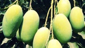 Mango : फळमाशीमुळे शेतकऱ्यांचे लाखोंचे नुकसान, कोणत्या फळाला अधिकचा धोका?