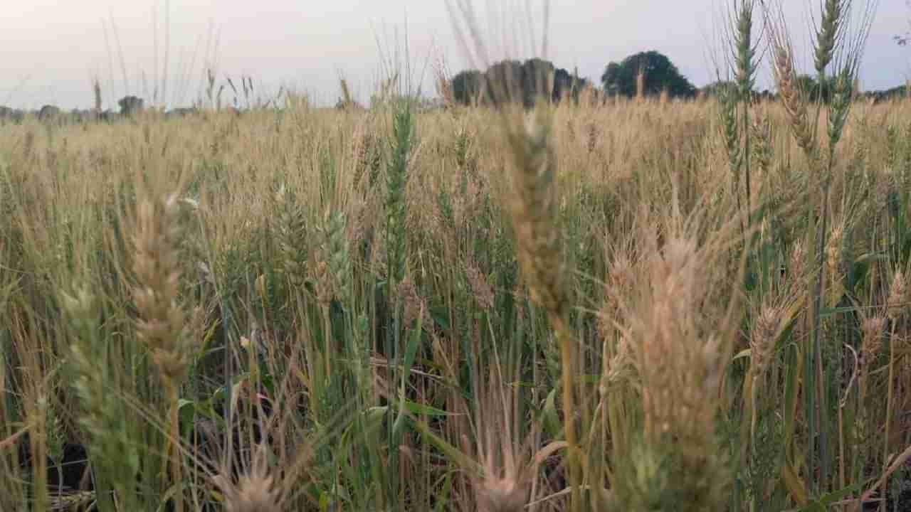 आनंदी आनंद गडे : खरिपात झालेले नुकसान रब्बीत भरुन निघणार? हंगामही अंतिम टप्प्यात