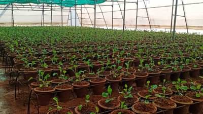 Success Story: मातीशिवाय शेती करु लागला, लोकांनी येड्यातच काढलं, अन् आता डोक्यावर घेऊन नाचायचंच उरलंय!