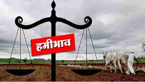 Chickpea Crop : हरभऱ्याला आधार हमीभाव केंद्राचाच, नोंदणी करा अन् योजनेचा लाभ घ्या..!
