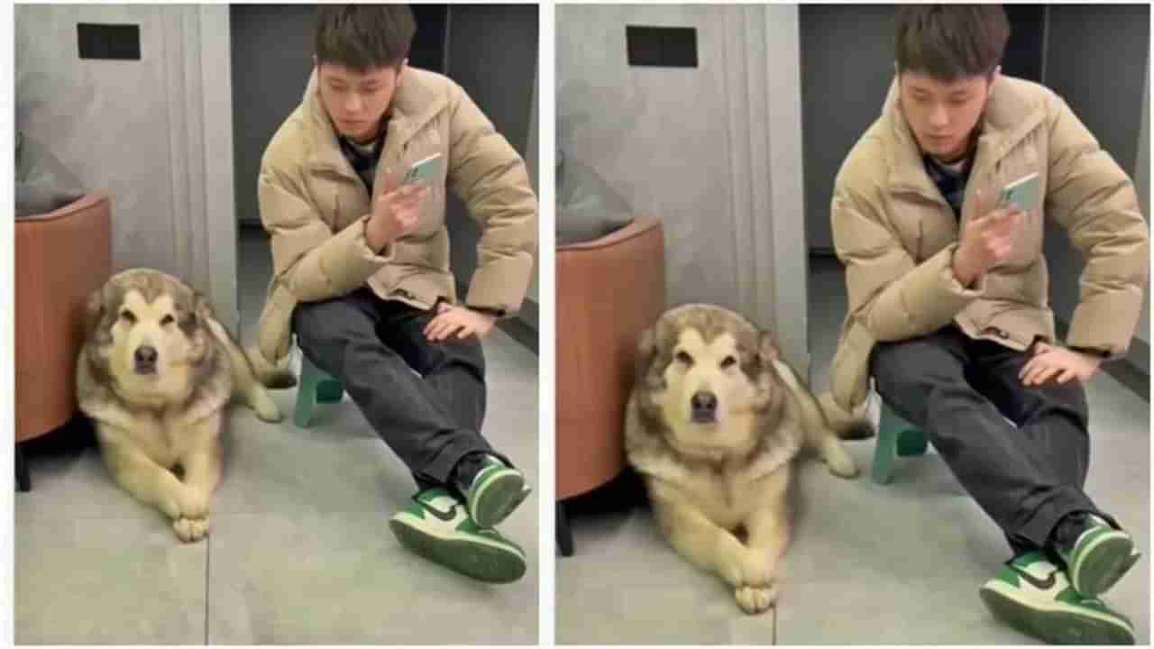 Genius dog : मालकाची Copy का करतोय हा कुत्रा? Funny video viral