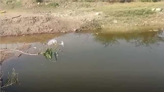 ओढ्यातील पाण्यात बुडून मृत्यू तीन अल्पवयीन मुलांचा मृत्यू, ऊसतोड कामगाराच्या कुटुंबावर शोककळा