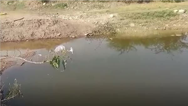 ओढ्यातील पाण्यात बुडून मृत्यू तीन अल्पवयीन मुलांचा मृत्यू, ऊसतोड कामगाराच्या कुटुंबावर शोककळा