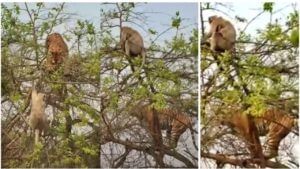 Video viral : माकडाची अद्भुत युक्ती! यूझर्स म्हणाले, 'वाघाला उपाशी राहावे लागले, माकडाला नवे जीवन मिळाले..!
