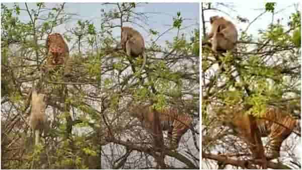Video viral : माकडाची अद्भुत युक्ती! यूझर्स म्हणाले, वाघाला उपाशी राहावे लागले, माकडाला नवे जीवन मिळाले..!