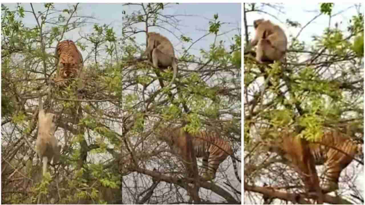 Video viral : माकडाची अद्भुत युक्ती! यूझर्स म्हणाले, वाघाला उपाशी राहावे लागले, माकडाला नवे जीवन मिळाले..!