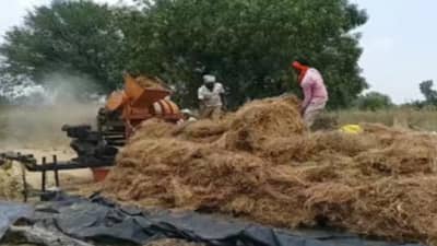 Rabi Season : वावरातलं पीक पदरात पाडून घेण्यासाठी शेतकऱ्यांची धडपड, ढगाळ वातावरणामुळे चिंतेचे ढग कायम