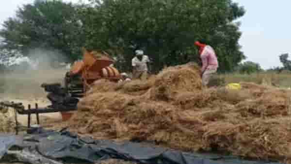 Rabi Season : वावरातलं पीक पदरात पाडून घेण्यासाठी शेतकऱ्यांची धडपड, ढगाळ वातावरणामुळे चिंतेचे ढग कायम
