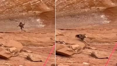 ...अन् धाडकन् दगडावर जाऊन आदळला; Stunt करा पण जरा जपून, Video viral