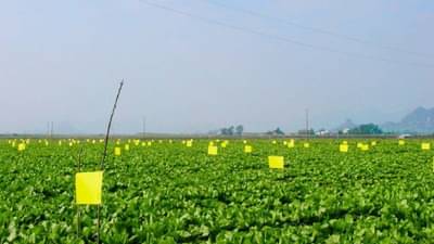 पिकांमधील कीड व्यवस्थापनात पिवळ्या अन् निळ्या चिकट सापळ्यांची काय भूमिका?