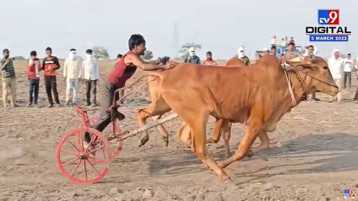 Akola Bullock Cart Race | अकोला जिल्ह्यात काळ्या मातीत रंगला बैलगाडी शर्यतीचा थरार Akola Bullock Cart Race | अकोला जिल्ह्यात काळ्या मातीत रंगला बैलगाडी शर्यतीचा थरार