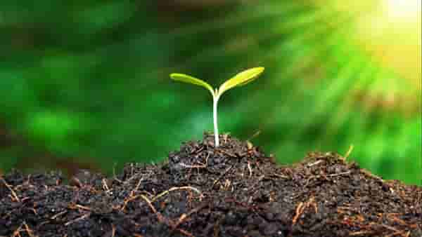 Organic Farm : हिमाचल प्रदेशचा नैसर्गिक शेतीचा आराखडा तयार, जिथे सुरवात झाला त्या महाराष्ट्रात काय?