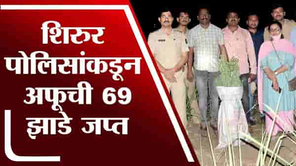 Pune | शिरुर पोलिसांकडून 4 लाख 50 हजार 800 किंमतीची अफूची झाडे जप्त