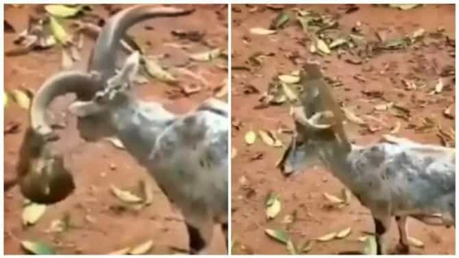 या माकडाचा खोडकरपणा पाहा, शेळीला कसा देतोय त्रास? Funny video viral