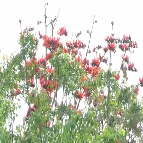 आग पिऊन जीवन जगण्याचा मंत्र :रनरणत्या उन्हातही काही झाड आणि वनस्पती फुलांनी बहरून जातात्. लिलया सूर्याची आग पचऊन ही फुले नयनरम्य फुलतात्. वैशाखाच्या झळानी पळसाची तर पाने केन्ह्वाच जमिनीवर गळुन पडतात्. पळसाचा उभा असतो तो नुसता सांगाडा , पण तरीही पळस हिमंत हारलेला नसतो. पानानी साथ सोडलेली असताना पळस फुलतो.