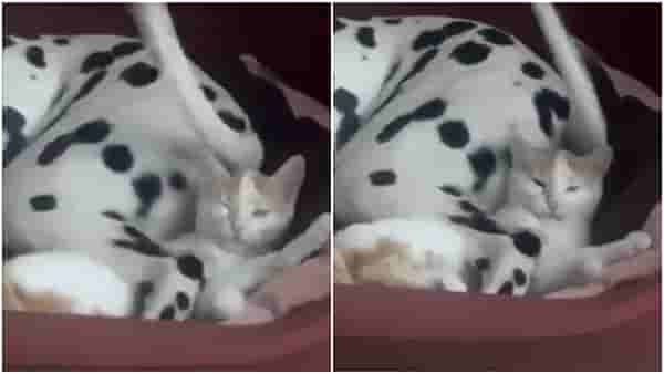 त्रास देणाऱ्या कुत्र्याला ही मांजर शिकवते चांगलाच धडा! Viral video पाहा