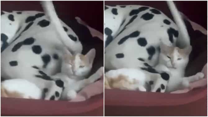 त्रास देणाऱ्या कुत्र्याला ही मांजर शिकवते चांगलाच धडा! Viral video पाहा