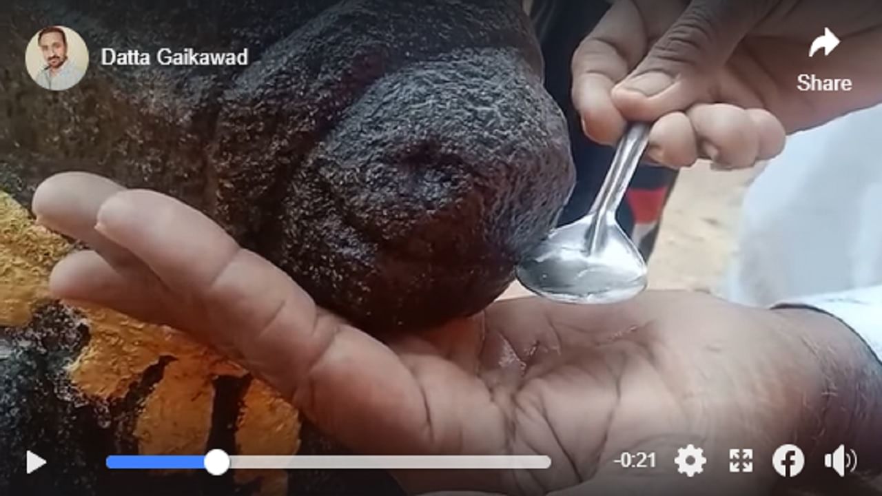 कोरोना कमी काय झाला, नंदी दूध पिऊ लागला, कुठे व्हिडीओ व्हायरल झाले, जाणून घ्या काय आहे कारण कोरोना कमी काय झाला, नंदी दूध पिऊ लागला, कुठे व्हिडीओ व्हायरल झाले, जाणून घ्या काय आहे कारण