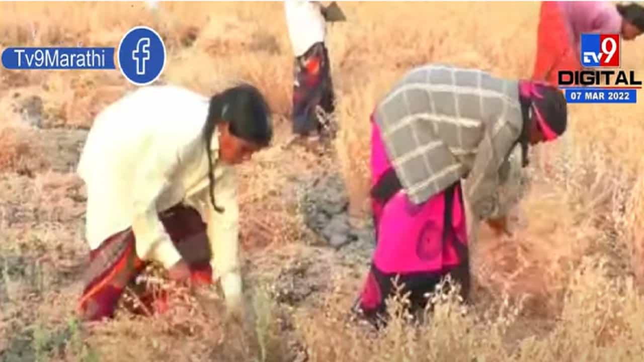 नांदेडमध्ये शेतकऱ्यांची हरभरा काढणीसाठी लगबग