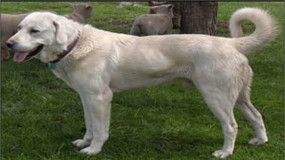 भांडुप मॉल आग दुर्घटनेतील हिरो हरपला, पेटत्या इमारतीत शिरलेल्या बंडूचा गुदमरुन मृत्यू