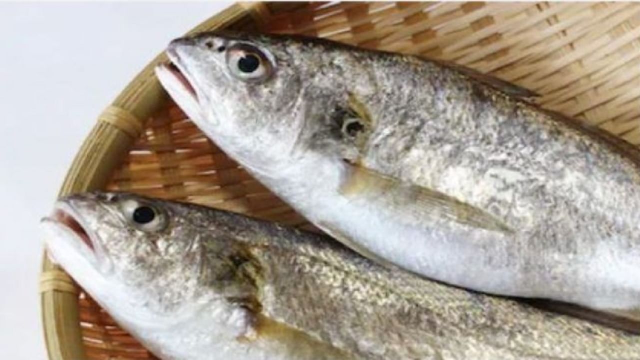 Fish Rate : काय बोलता! पापलेट, सुरमईनंही भाव खाल्ला, किलोमागे 300 ते 500 रु. वाढ
