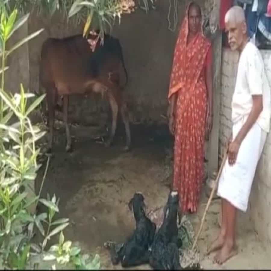 शेतीवरत उदरनिर्वाह :संतराम सुवर्णकार यांना तीन एकर जमीन असून,या शेतीवरच ते आपला उदरनिर्वाह करतात. आता शेती व्यवसायाला दूध व्यवसयाची जोड मिळणार आहे. मात्र, गायींने जुळ्या वासरांना जन्म दिल्याची चर्चा पंचक्रोशीत रंगली आहे.