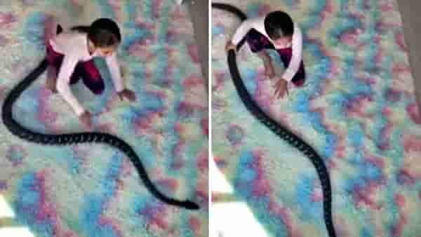तिला सांगा कोणीतरी तो साप आहे, खेळणं नाही! Viral होत असलेला हा धक्कादायक Video पाहा