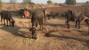 Baramati : उन्हाळ्यातील चारा टंचाईचा परिणाम दूध उत्पादनावर, शिल्लक ऊस आता जनावरांपुढे