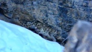 #Himveers : रक्षणासाठी कटिबद्ध म्हणत ITBPनं Share केला हिम बिबट्याचा Video