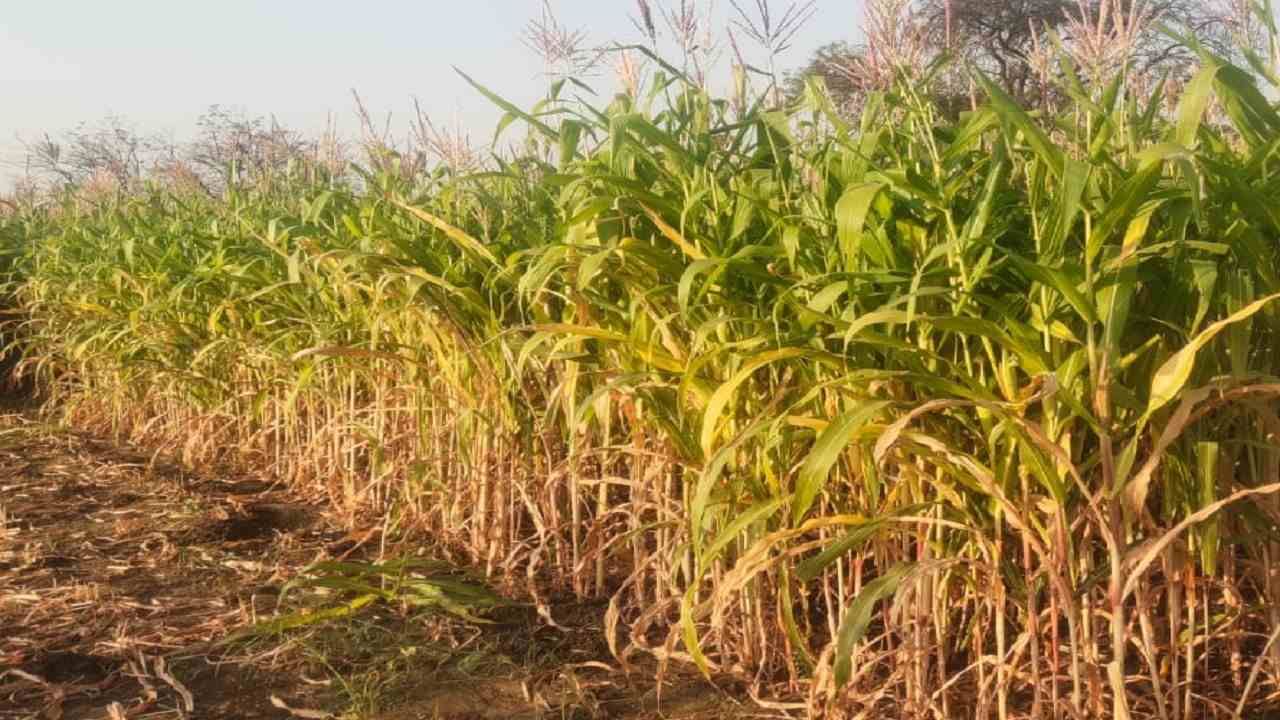 Agricultural : 2050 मध्ये शेती व्यवसायाचे काय असेल चित्र? 'आयपीसीसी'चा धक्कादायक अहवाल