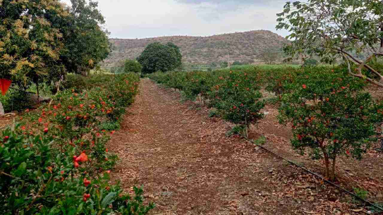 अशक्य असे काहीच नाही, वाढत्या ऊसक्षेत्रावर शेतकऱ्यांचा रामबाण उपाय, शेतकऱ्यांच्या मेहनतीला योग्य मार्गदर्शनाची जोड