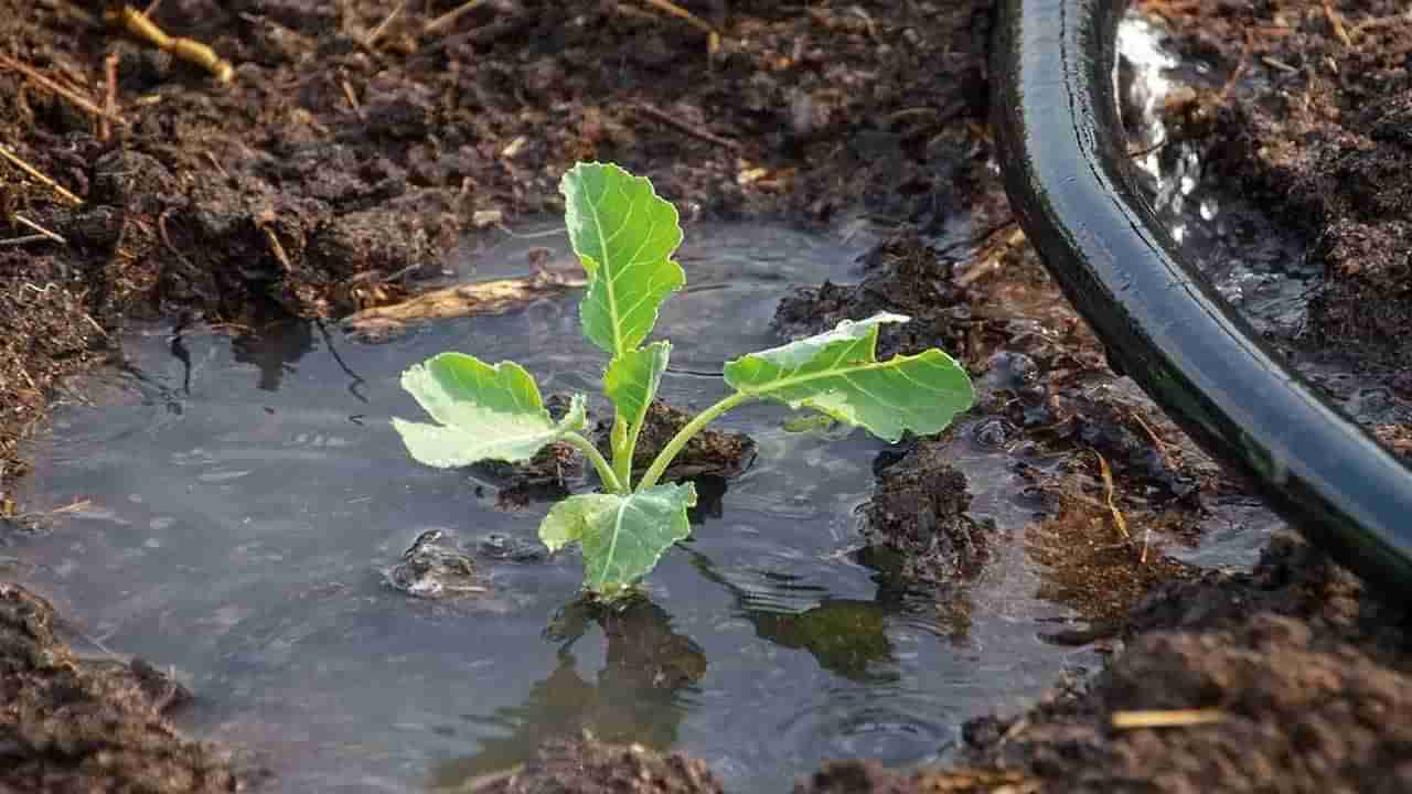 Summer Season: पाण्याचे व्यवस्थापन हेच उत्पादन वाढीचे सूत्र, पिकनिहाय कसे करावे पाण्याचे नियोजन?