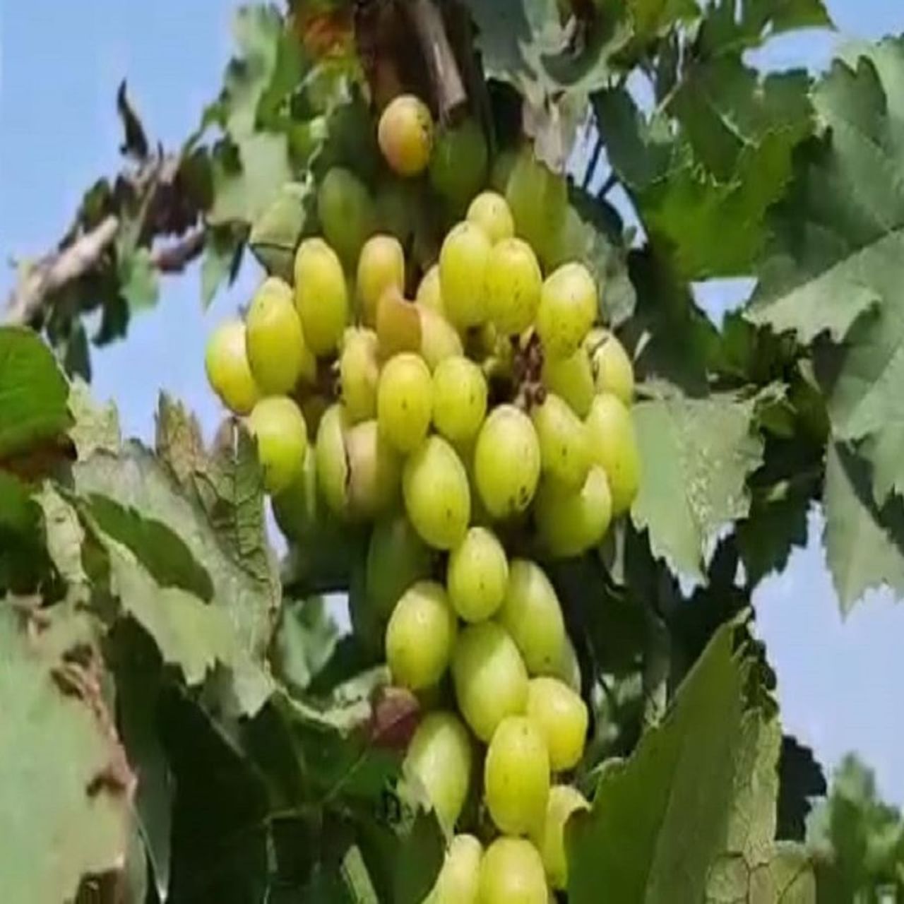 गोडवा उतरणारच नाही : मध्यंतरीच्या थंडीमुळे हंगामाच्या अंतिम टप्प्यात द्राक्षामध्ये गोडवा उतरलाच नव्हता. त्यामुळे आता उनामध्ये वाढ झाली तरी द्राक्ष गोड होणार होती. पण निसर्गाच्या मनात काही औरच होते. भर ऊन्हाळ्याच्या तोंडावर पावसाळ्याप्रमाणे  वातावरण झाले आहे. त्यामुळे द्राक्षामध्ये गोडवा निर्माण होणार की नाही याबाबत शंका आहे.