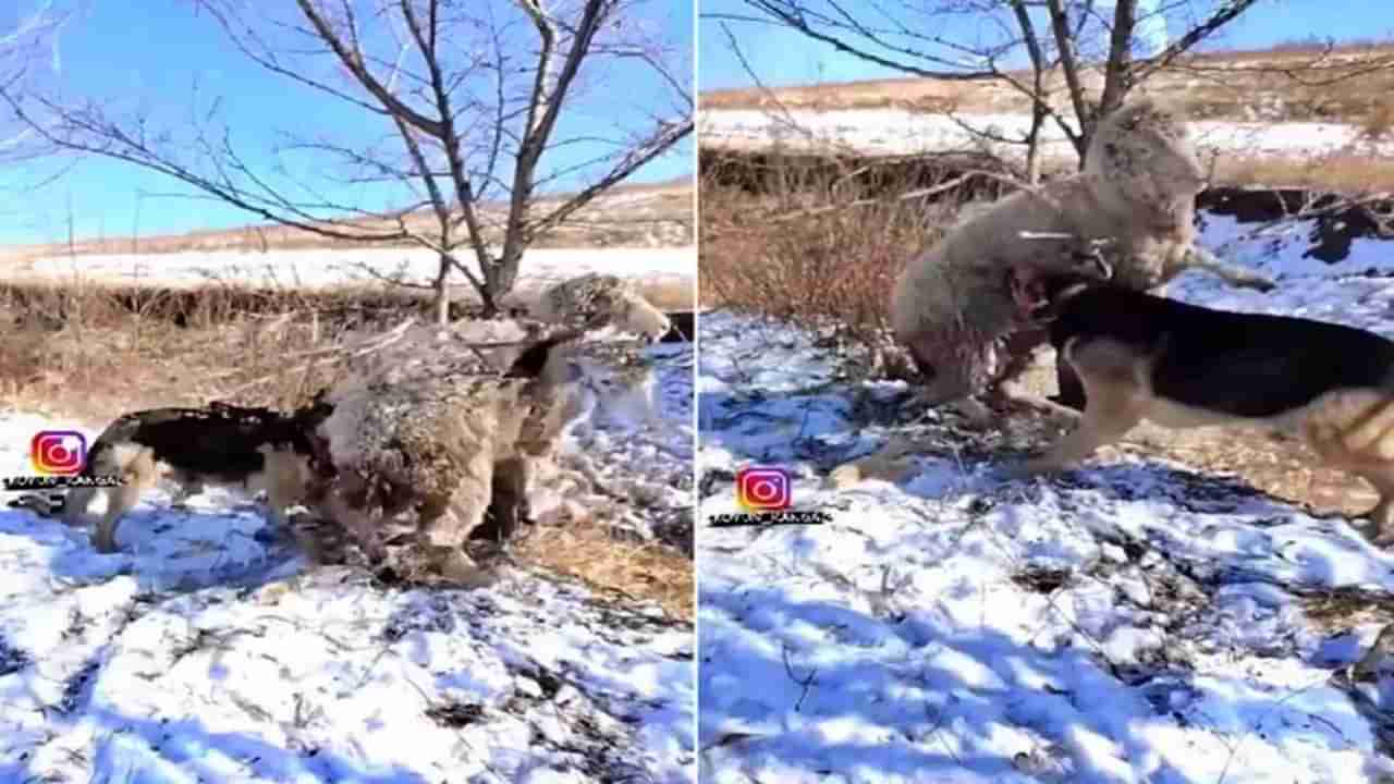 Viral video : मेंढीला गुदगुल्या का करतोय हा कुत्रा? कारण वाचून तुम्हालाही हसायला येईल