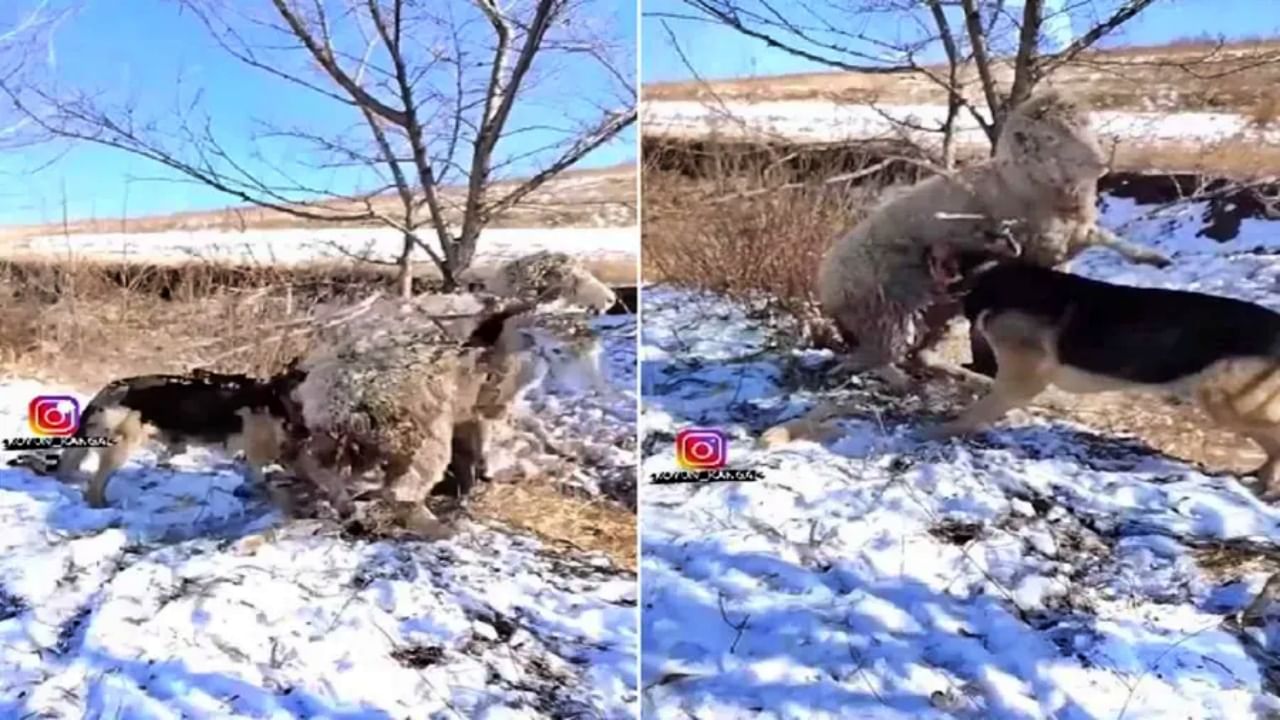 Viral video : मेंढीला गुदगुल्या का करतोय 'हा' कुत्रा? कारण वाचून तुम्हालाही हसायला येईल