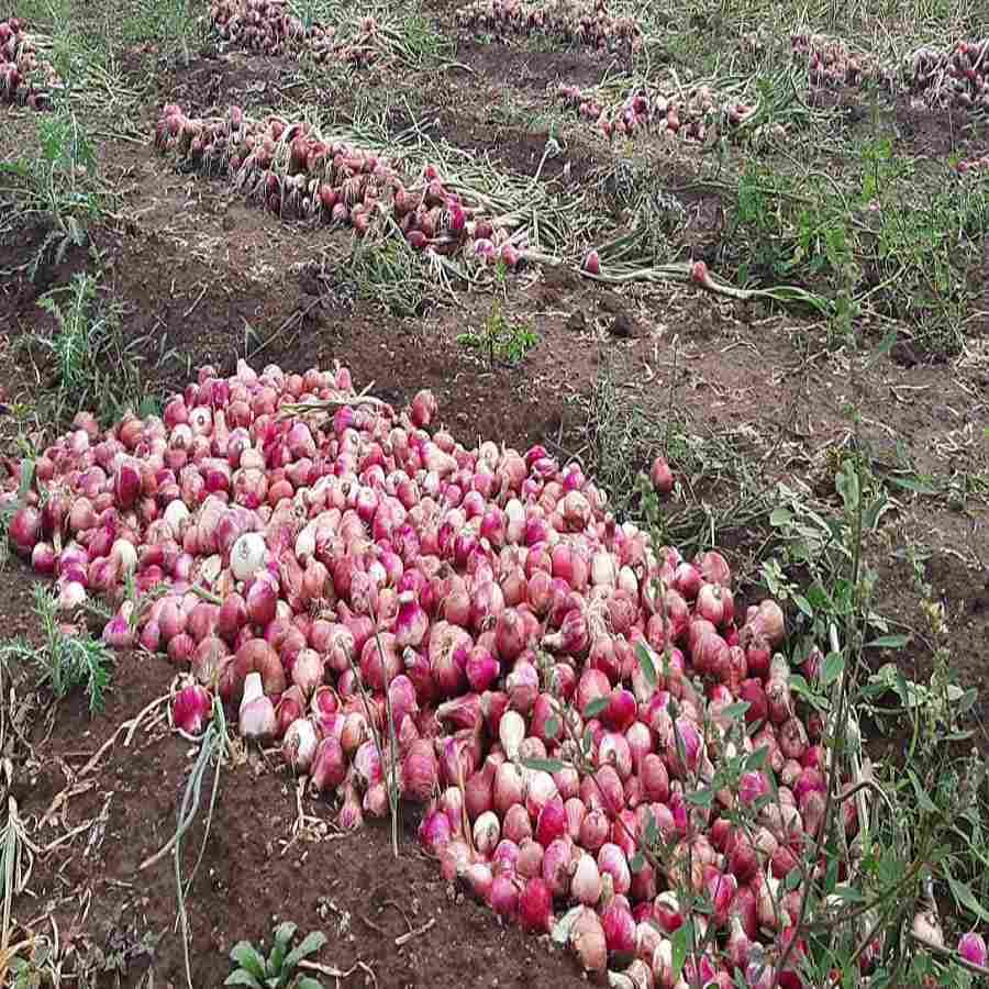 दुष्काळात तेरावा : एकीकडे कांद्याची आवक वाढत असल्याने बाजारपेठेतील दर घसरु लागले आहेत. तर दुसरीकडे एका रात्रीतून शेत शिवारचे चित्रच बदलत आहे. हवामान विभागाच्या अंदाजानुसार झालेल्या पावसामुळे कांद्याचे नुकसान झाले आहे. काढणीच्या प्रसंगीच शेतामध्ये पाणी साचल्याने कांदा नासण्याची भीती व्यक्त होत आहे.