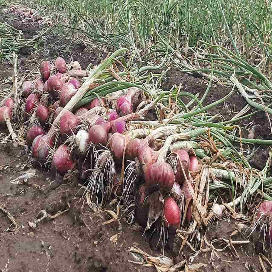 हातातोंडाशी आलेला घास पुन्हा हिसकावला : केवळ खरीप हंगामातच निसर्गाचे दुष्टचक्र होते असे नाही ते रब्बी हंगामातही सुरु आहे. याची तीव्रता कमी असली तरी नाशिक जिल्ह्यातील शेतकऱ्यांसमोर नैसर्गिक संकट हे पाचवीलाच पुजल्यासारखे झाले आहे. यापुर्वी द्राक्ष बागांचे नुकसान झाले आता रब्बी पिकांची तीच अवस्था झालेली आहे. कितीही नियोजन केले तरी निसर्ग तोंडचा घास हिसकावतच आहे.