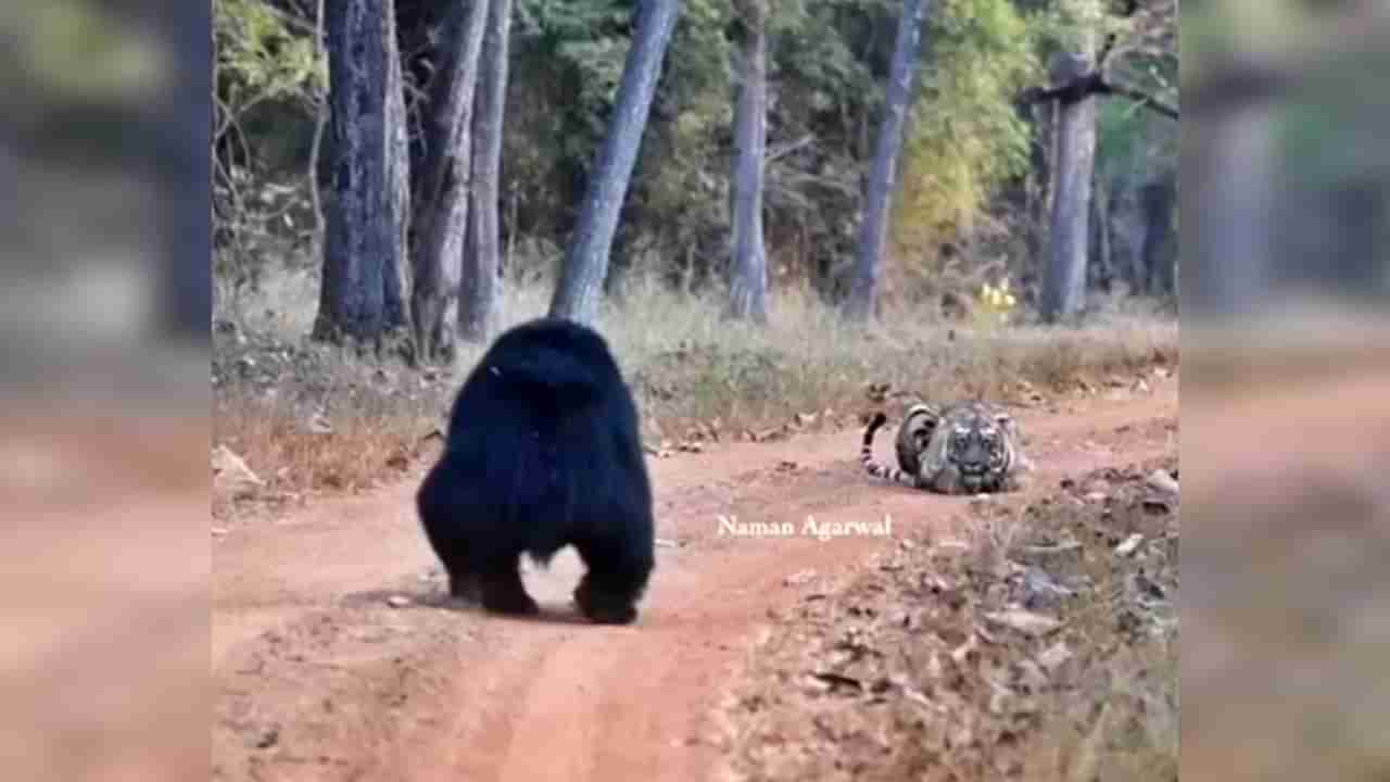 Video : तुला घाबरतो असं वाटलं की काय? पाहा, ताडोबातला अस्वलाचा हा स्वॅग