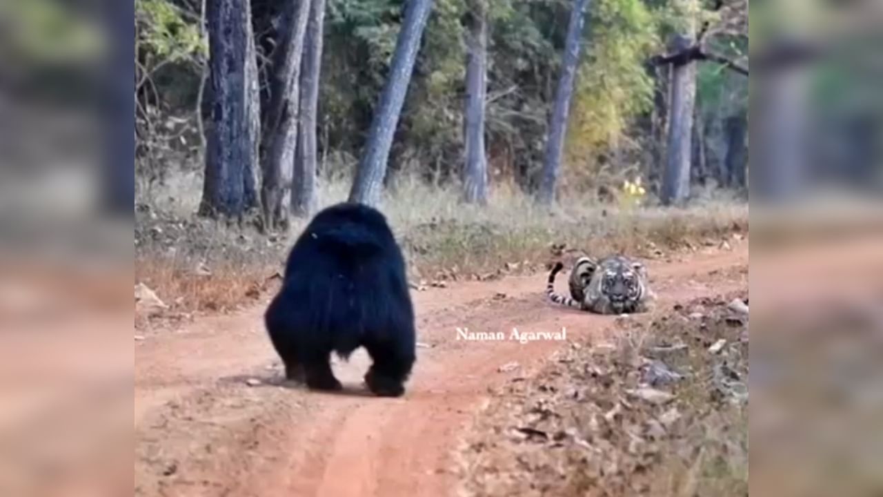 Video : तुला घाबरतो असं वाटलं की काय? पाहा, 'ताडोबा'तला अस्वलाचा 'हा' स्वॅग