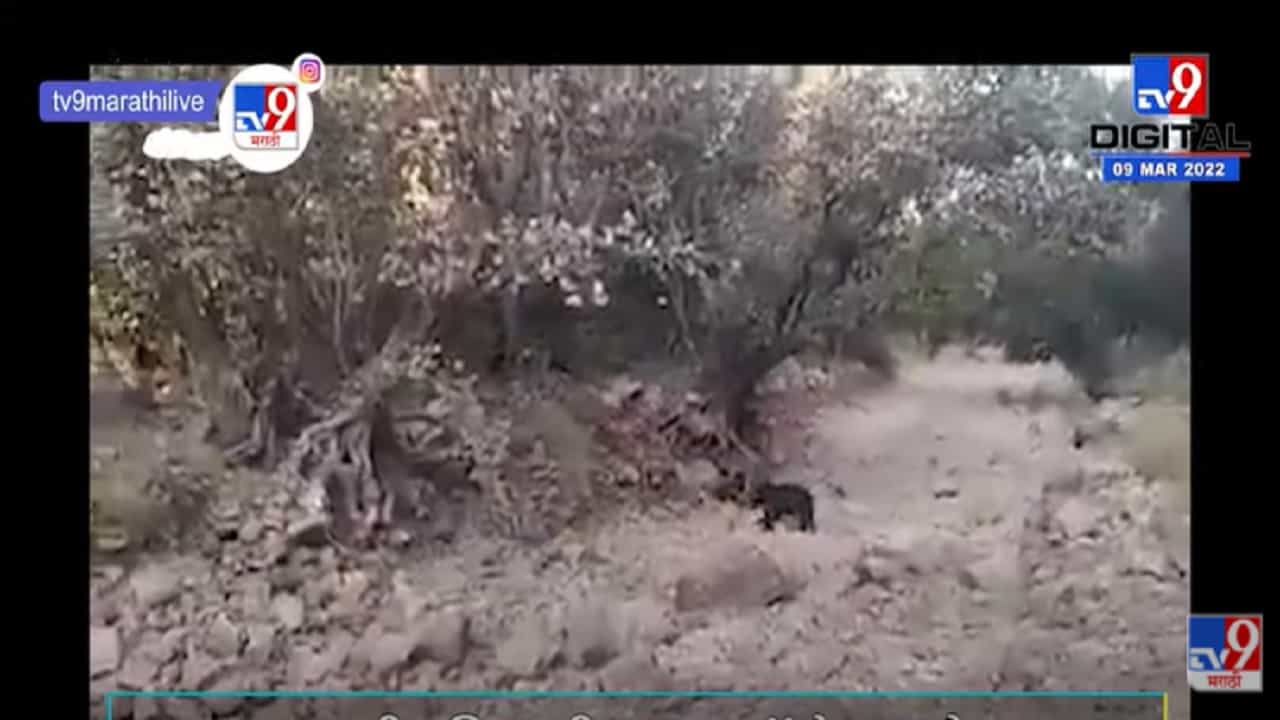 VIDEO : अस्वलाने पिटाळले वाघाला, वन्यजीव विश्वातील घटना कॅमेऱ्यात कैद | Viral Video |