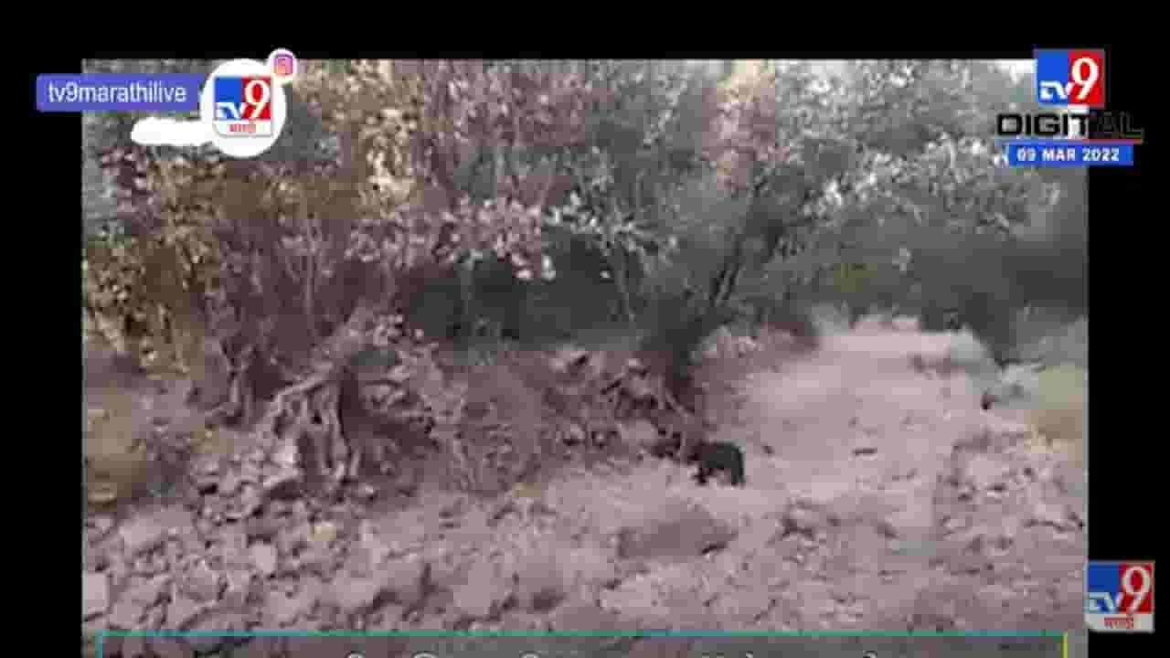 VIDEO : अस्वलाने पिटाळले वाघाला, वन्यजीव विश्वातील घटना कॅमेऱ्यात कैद | Viral Video | VIDEO : अस्वलाने पिटाळले वाघाला, वन्यजीव विश्वातील घटना कॅमेऱ्यात कैद | Viral Video |