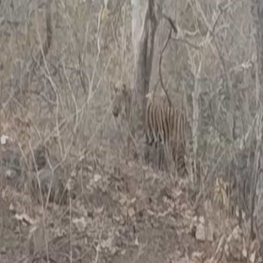 सातपुड्याच्या पर्वत रांगांमध्ये पर्यटकांना वाघोबाचे दर्शन झाले. तेव्हा त्यांना फोटो काढण्याचा मोह आवरला नाही.