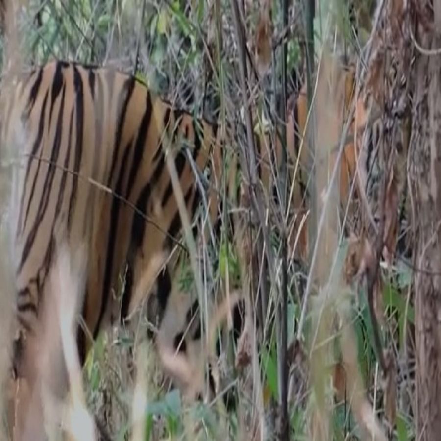 पट्टेदार असा हा वाघ अकोल्यातील पर्यटकांच्या जंगल सफारी गाडीच्या अगदी जवळ होता. बांबूच्या रांजीजवळून जात होता. 